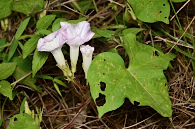 APII jpeg image of Ipomoea  © contact APII