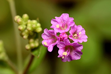 APII jpeg image of Boerhavia glabrata  © contact APII