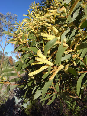 APII jpeg image of Acacia leiocalyx subsp. leiocalyx  © contact APII