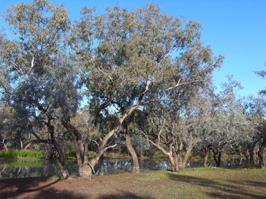 APII jpeg image of Eucalyptus largiflorens  © contact APII