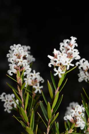 APII jpeg image of Leucopogon melaleucoides  © contact APII