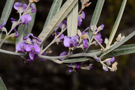 APII jpeg image of Hovea apiculata  © contact APII