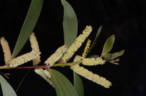 APII jpeg image of Acacia leiocalyx subsp. leiocalyx  © contact APII