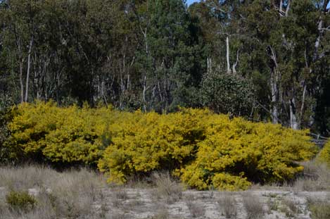 APII jpeg image of Acacia polybotrya  © contact APII