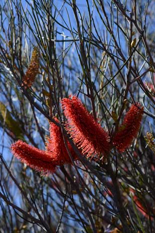 APII jpeg image of Hakea bucculenta  © contact APII