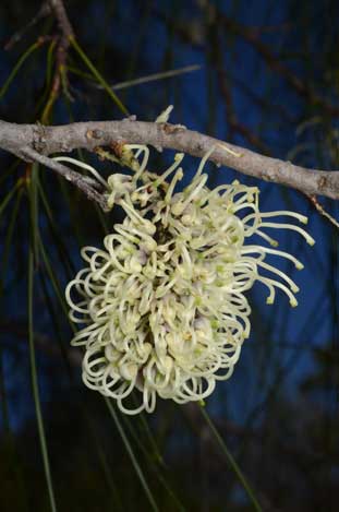 APII jpeg image of Hakea lorea  © contact APII