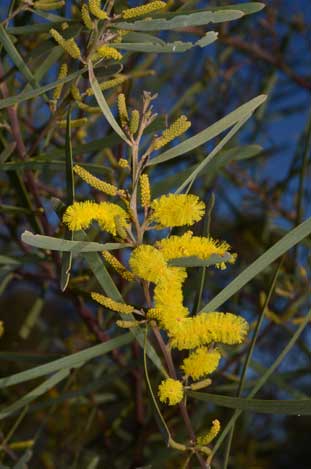 APII jpeg image of Acacia caroleae  © contact APII