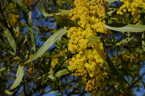 APII jpeg image of Acacia macradenia  © contact APII