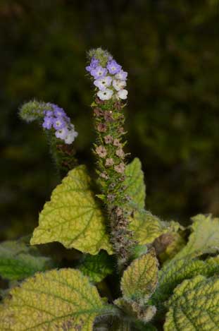 APII jpeg image of Heliotropium indicum  © contact APII