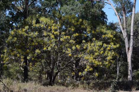 APII jpeg image of Acacia longispicata  © contact APII