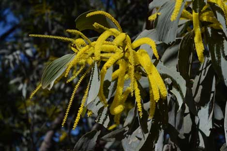 APII jpeg image of Acacia longispicata  © contact APII