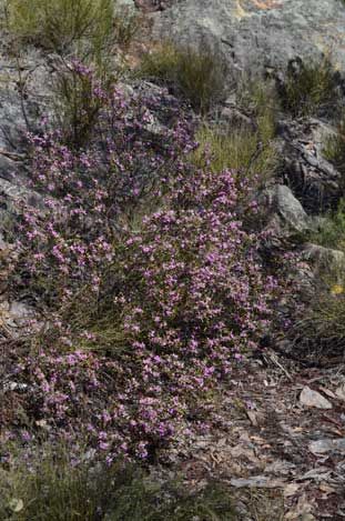 APII jpeg image of Boronia forsteri  © contact APII