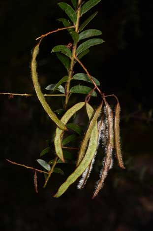 APII jpeg image of Acacia leichhardtii  © contact APII