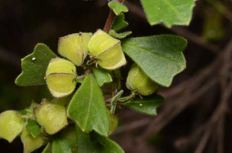 APII jpeg image of Dodonaea triangularis  © contact APII