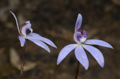 APII jpeg image of Caladenia caerulea  © contact APII