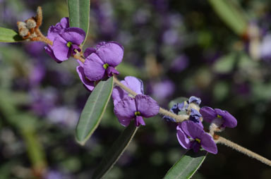 APII jpeg image of Hovea planifolia  © contact APII