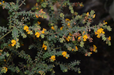 APII jpeg image of Pultenaea spinosa  © contact APII