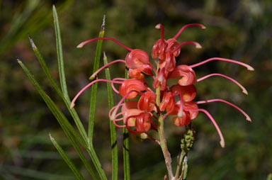 APII jpeg image of Grevillea longistyla  © contact APII