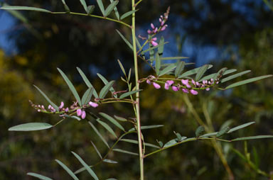 APII jpeg image of Indigofera australis subsp. australis  © contact APII