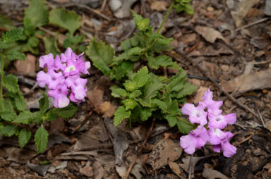 APII jpeg image of Lantana montevidensis  © contact APII