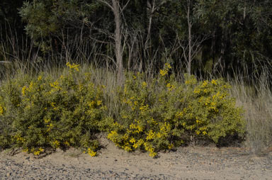 APII jpeg image of Acacia triptera  © contact APII