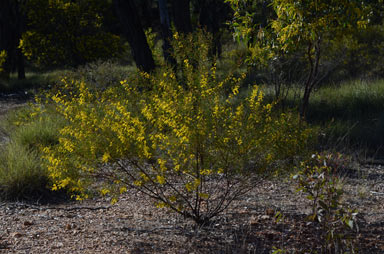 APII jpeg image of Acacia caroleae  © contact APII