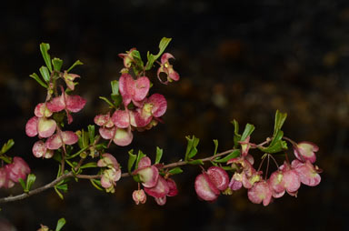 APII jpeg image of Dodonaea peduncularis  © contact APII