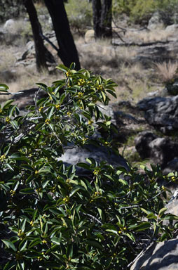 APII jpeg image of Ficus virens var. virens  © contact APII