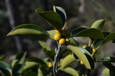 APII jpeg image of Ficus virens var. virens  © contact APII