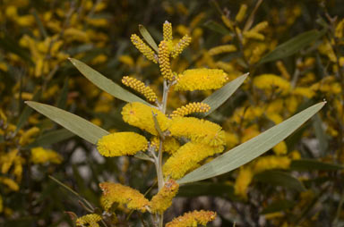 APII jpeg image of Acacia leptostachya  © contact APII