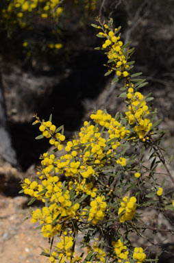 APII jpeg image of Acacia ixiophylla  © contact APII