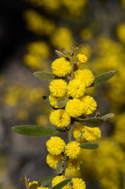 APII jpeg image of Acacia ixiophylla  © contact APII