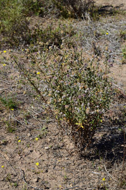 APII jpeg image of Pterocaulon sphacelatum  © contact APII