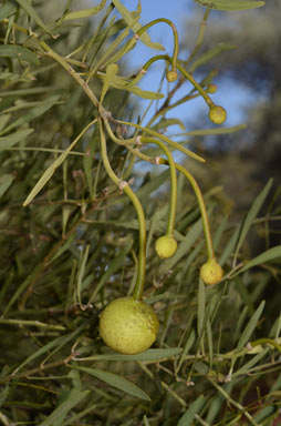 APII jpeg image of Capparis loranthifolia var. loranthifolia  © contact APII