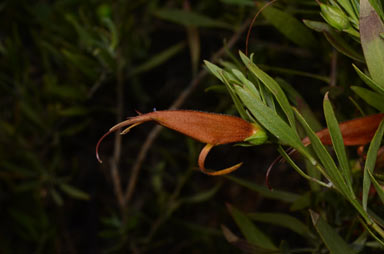 APII jpeg image of Eremophila glabra  © contact APII