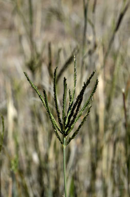 APII jpeg image of Leptochloa digitata  © contact APII