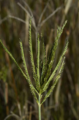 APII jpeg image of Leptochloa digitata  © contact APII