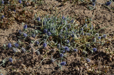 APII jpeg image of Eryngium plantagineum  © contact APII