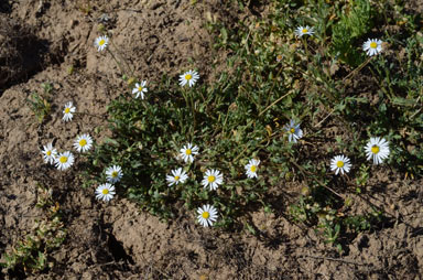 APII jpeg image of Brachyscome tetrapterocarpa  © contact APII