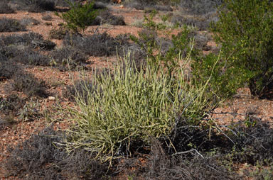 APII jpeg image of Cynanchum viminale subsp. australe  © contact APII