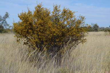 APII jpeg image of Acacia maitlandii  © contact APII