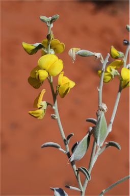 APII jpeg image of Crotalaria eremaea subsp. eremaea  © contact APII