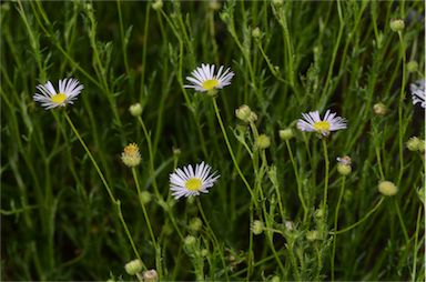 APII jpeg image of Brachyscome ciliaris var. ciliaris  © contact APII