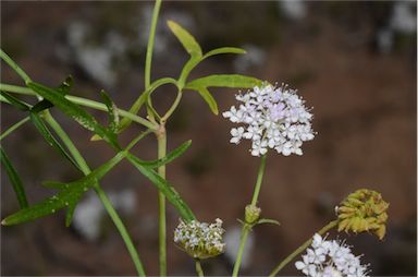 APII jpeg image of Trachymene cyanantha  © contact APII