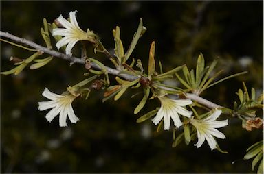 APII jpeg image of Scaevola spinescens  © contact APII