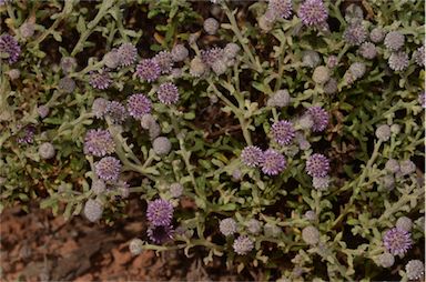 APII jpeg image of Pterocaulon sphacelatum  © contact APII