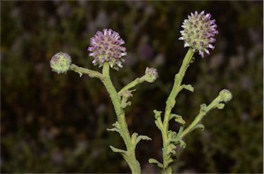 APII jpeg image of Pterocaulon sphacelatum  © contact APII