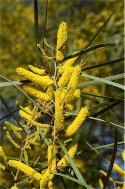 APII jpeg image of Acacia doratoxylon  © contact APII