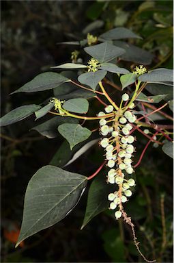 APII jpeg image of Homalanthus populifolius  © contact APII