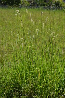 APII jpeg image of Setaria sphacelata  © contact APII